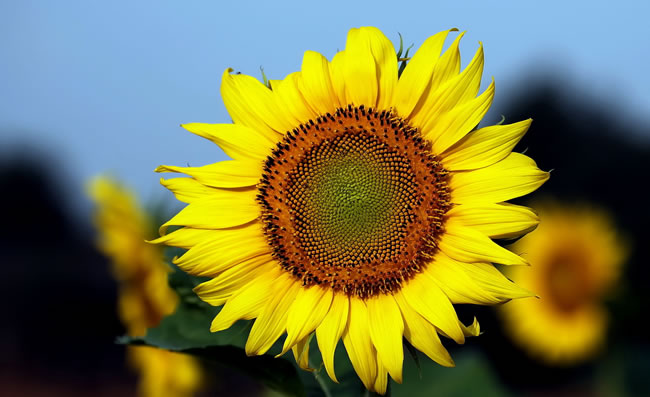 好好先生到底好不好,好好先生星座