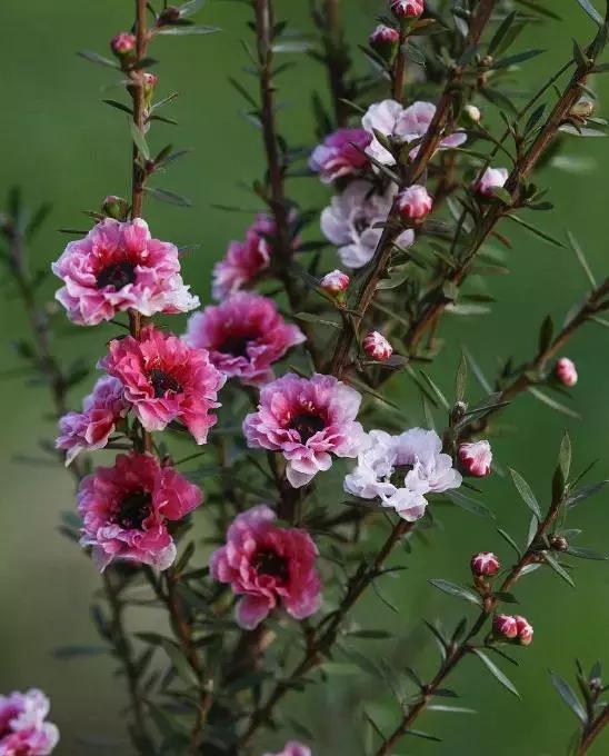清新雅致的松叶牡丹,叶似榆树花如梅花