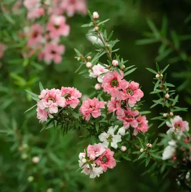 清新雅致的松叶牡丹,叶似榆树花如梅花