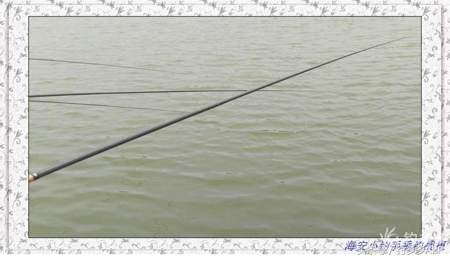 一年四季都可以钓的鱼种,一年四季可钓的鱼种