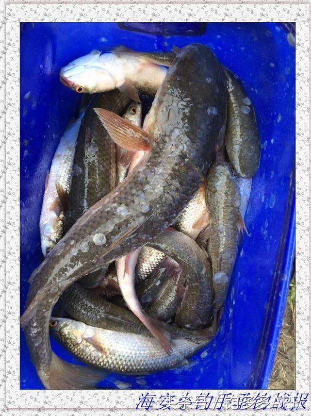 一年四季都可以钓的鱼种,一年四季可钓的鱼种