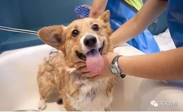 自己在家如何给狗狗做清洁,怎么自己在家给狗狗做内外驱虫