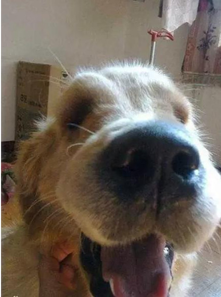 大金毛偷吃蜡瓶糖,大金毛偷吃辣椒