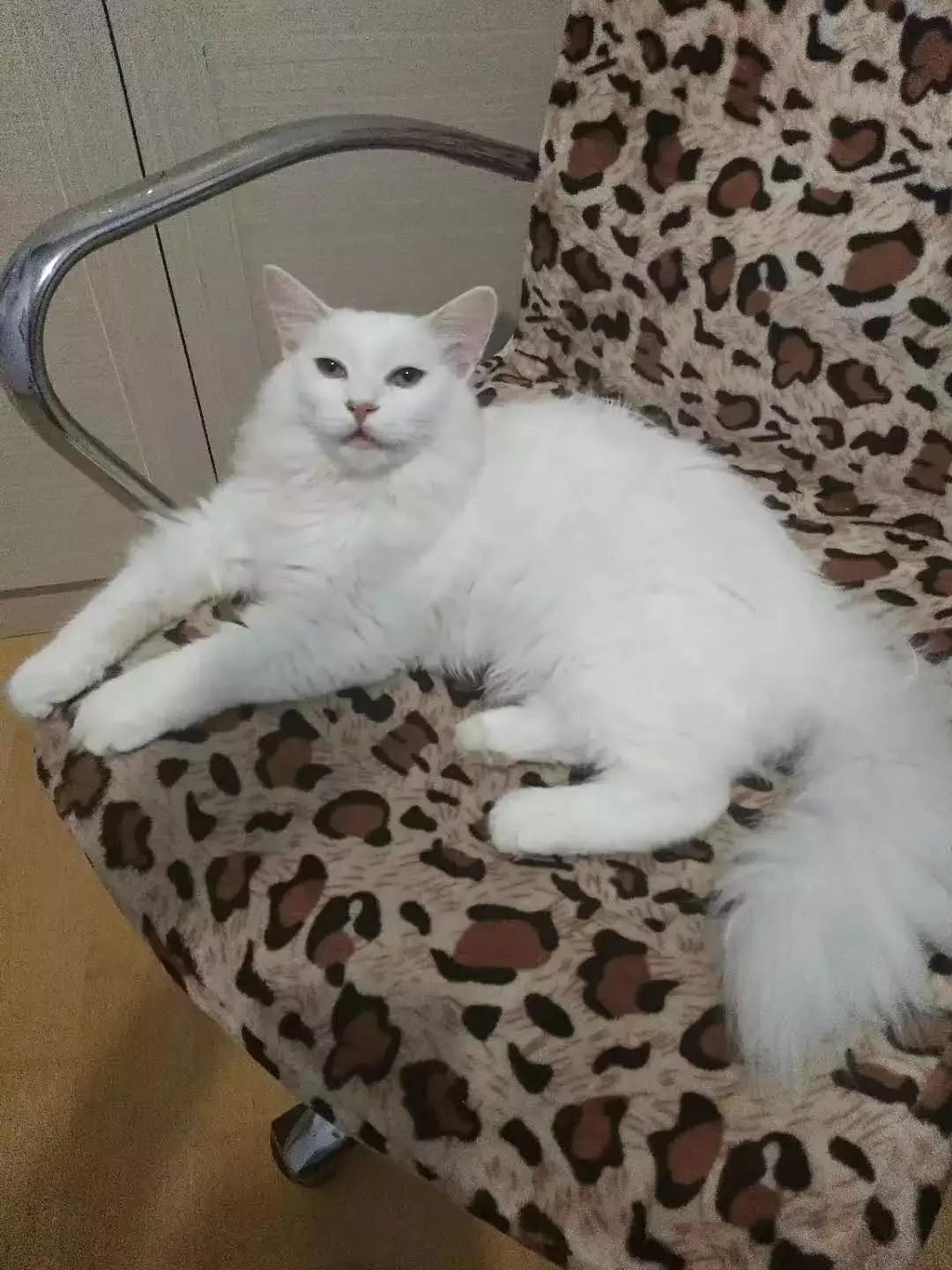 北方的猫过冬靠暖气，那南方的猫靠啥？