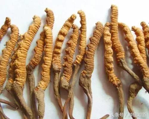 冬虫夏草吃多了有什么不良反应,冬虫夏草吃了会头昏吗