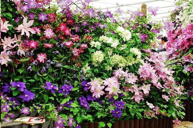 哪种藤本植物最好养,好养的藤本植物