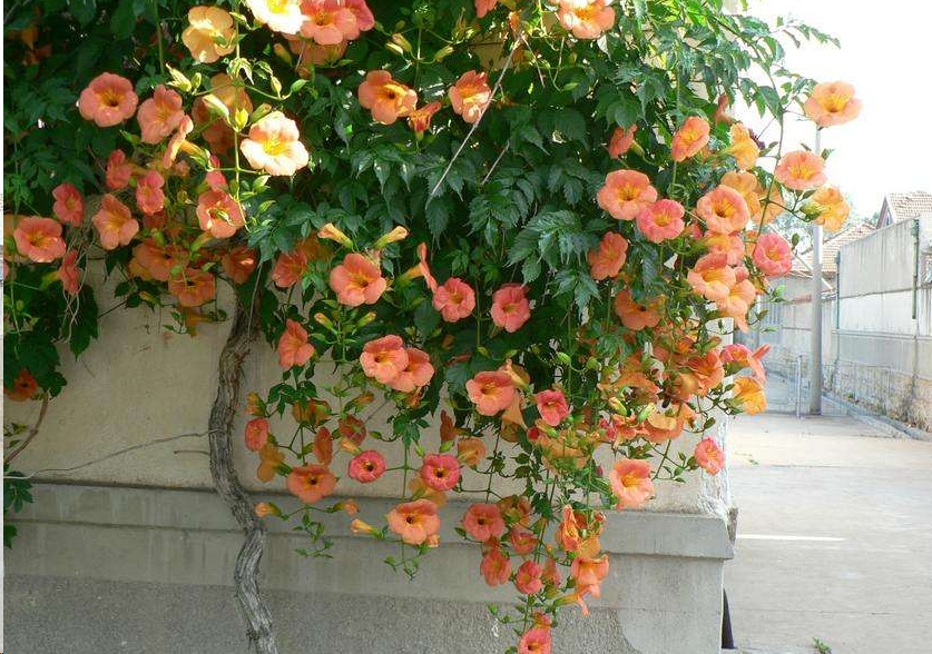 哪种藤本植物最好养,好养的藤本植物