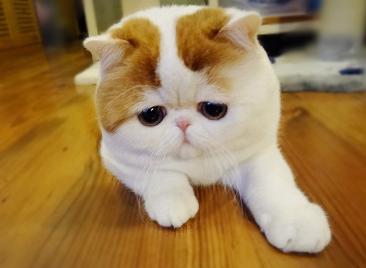 通风半年房子甲醛超标,通风半年甲醛还超标