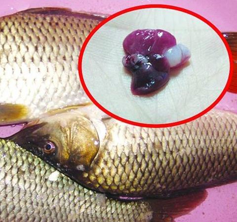 吃鱼注意事项和禁忌,吃鱼的禁忌有这些你知道吗