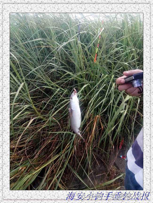 一年四季都可以钓的鱼种,一年四季可钓的鱼种