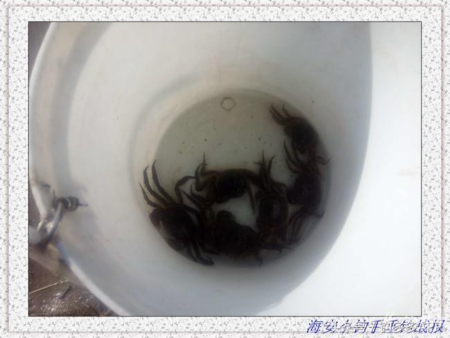 一年四季都可以钓的鱼种,一年四季可钓的鱼种