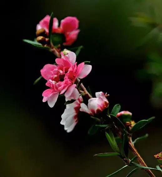 清新雅致的松叶牡丹,叶似榆树花如梅花