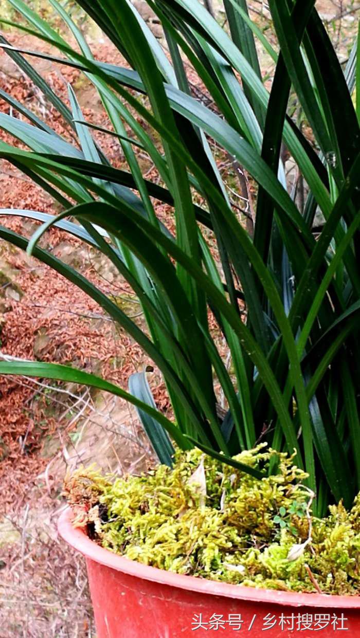 兰花价格最贵的十种图片,价格排名前十的兰花