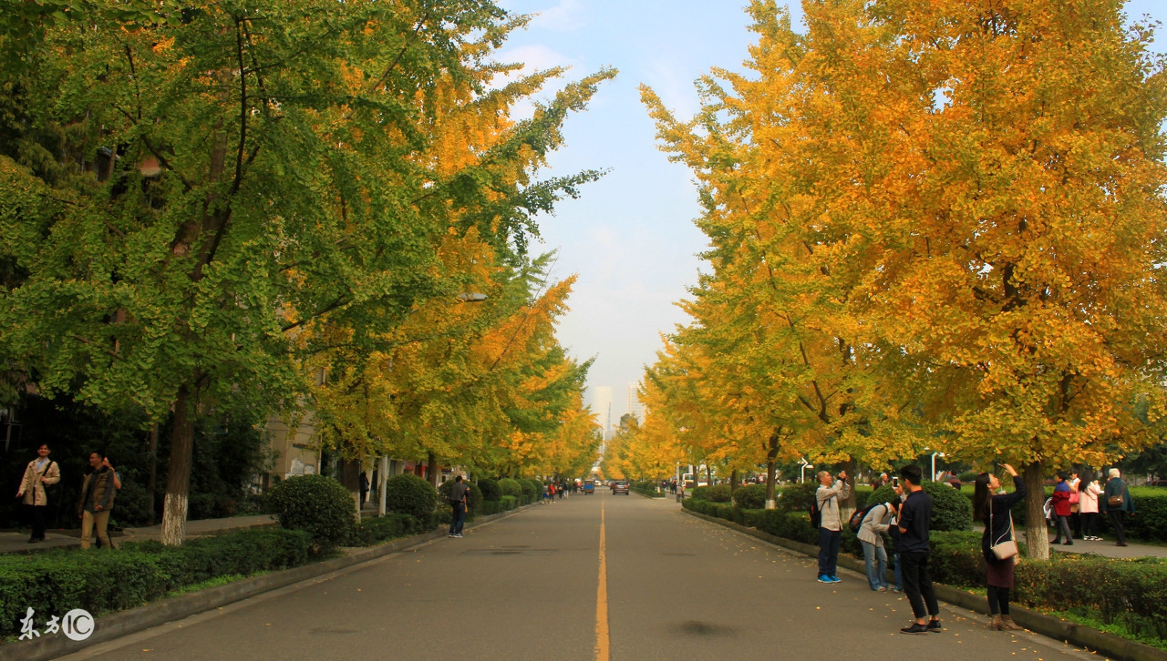 四川方言的魅力马未都,四川方言魅力作文