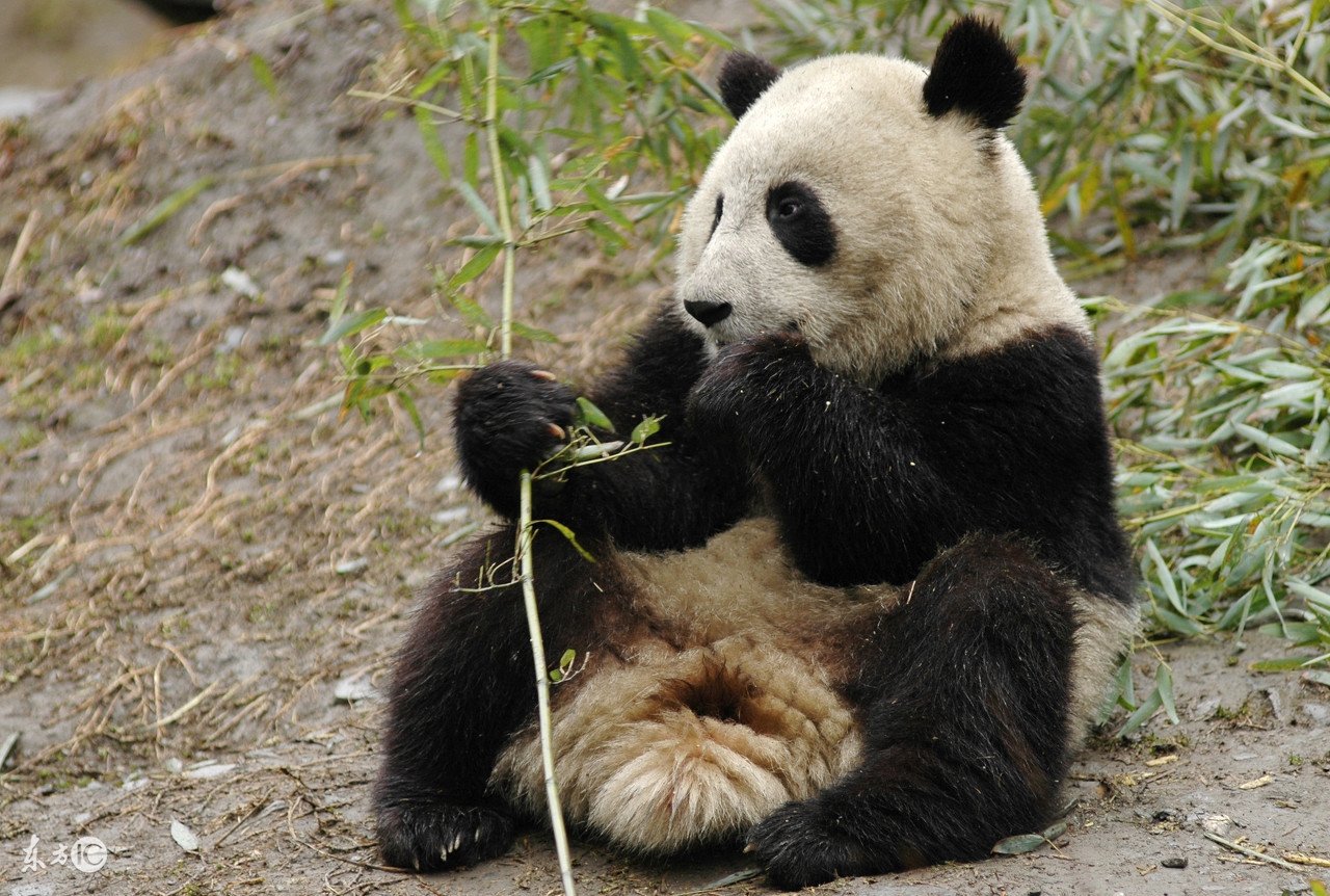 四川方言的魅力马未都,四川方言魅力作文