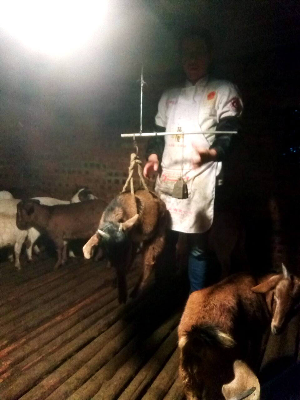 晚上吃烤全羊真实视频,这才是烤全羊的正确打开方式