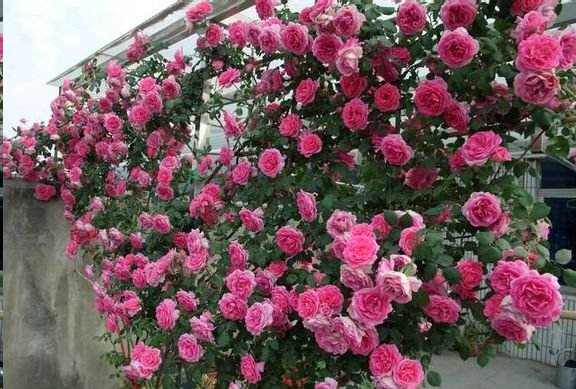 哪种藤本植物最好养,好养的藤本植物