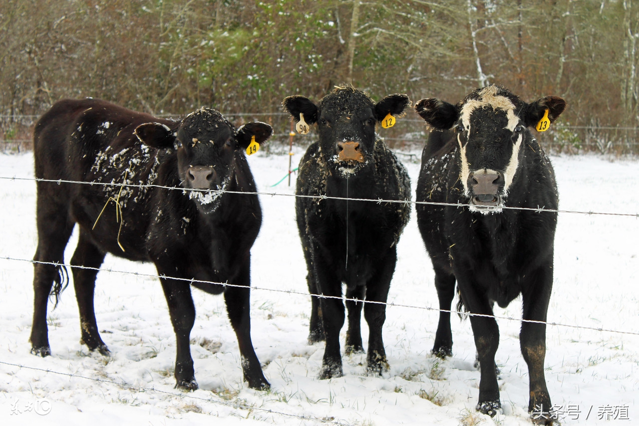 奶牛养殖疾病防治方法,奶牛养殖业应对大风措施