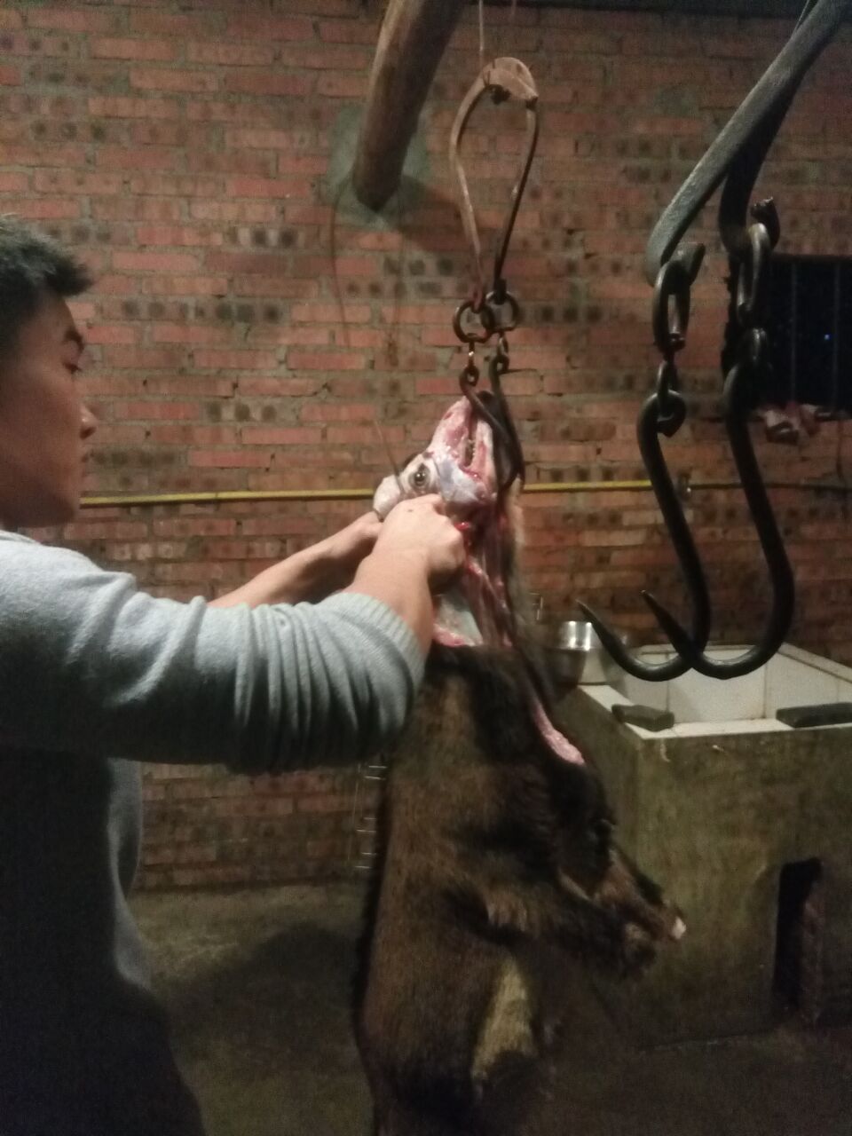 晚上吃烤全羊真实视频,这才是烤全羊的正确打开方式