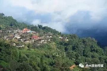 普洱茶产区茶树王,产自云南的名茶