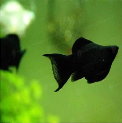 5种常见热带鱼养殖品种介绍图,热带鱼养殖指南教你养好热带鱼