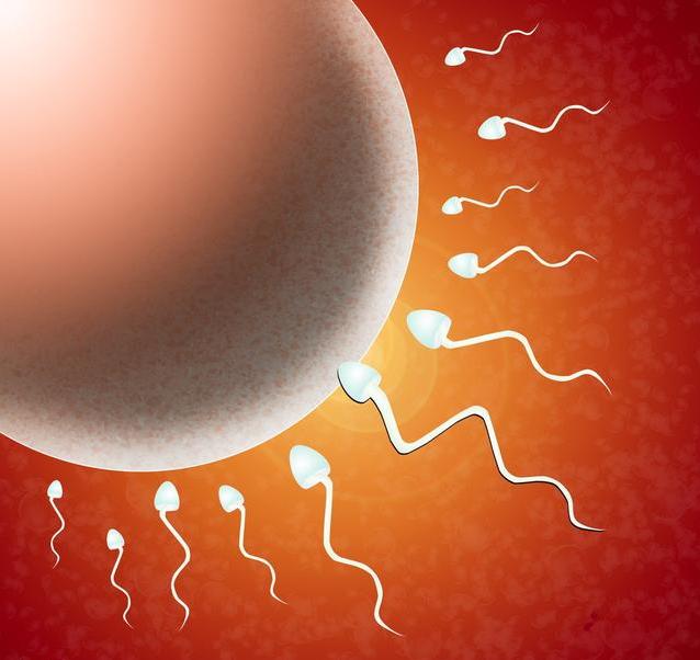 辅助生殖技术——试管婴儿