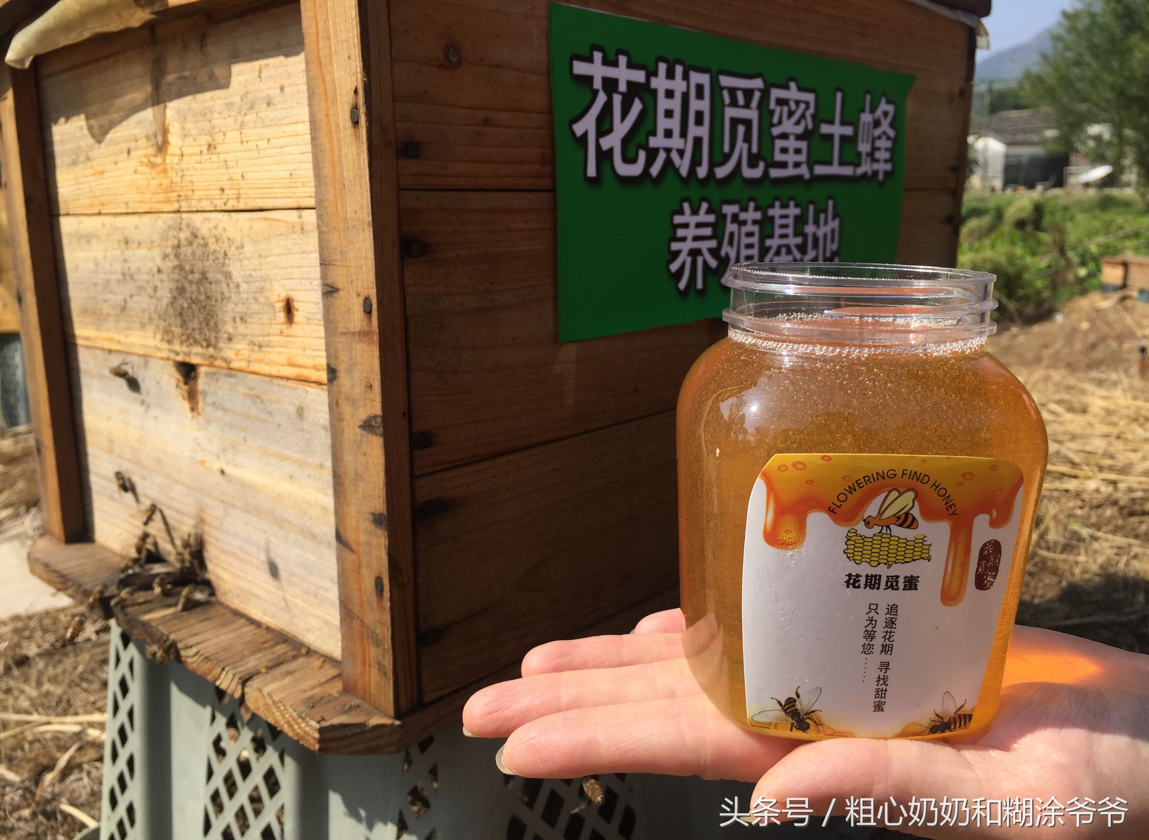 原生态土蜂鸭脚木冬蜜,土蜂鸭脚木冬蜜价格表