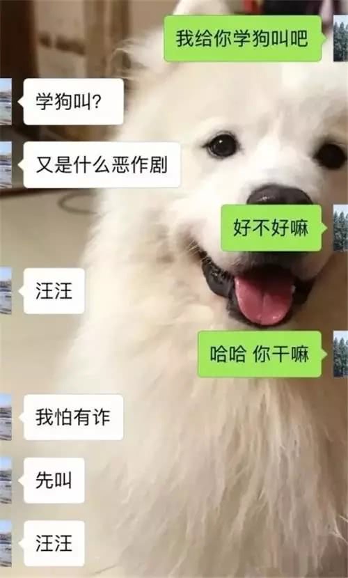 我给你学个狗叫吧怎么回,给你表演学狗叫