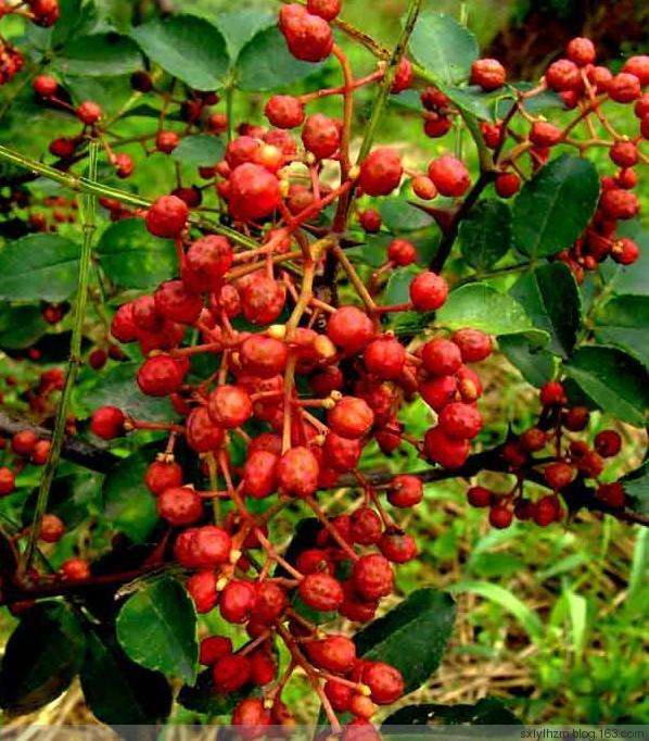 古代烹饪要哪些特殊调料,古人烧菜用什么香料