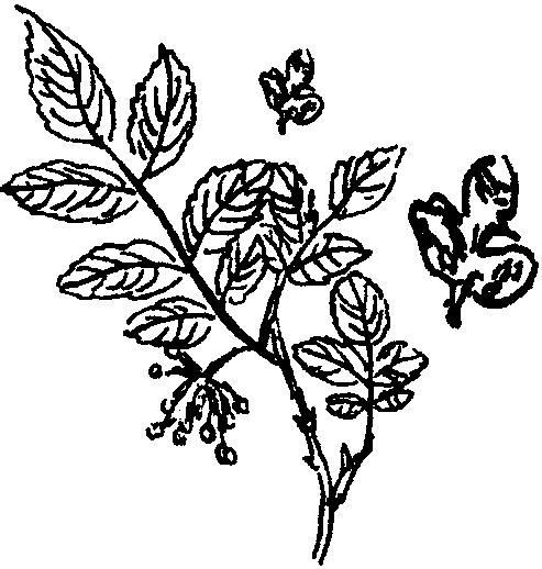 古代烹饪要哪些特殊调料,古人烧菜用什么香料