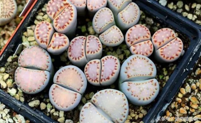 那些年，让*欲人**罢不能的屁屁！美呆了！