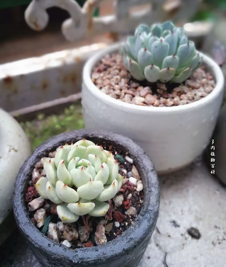 与多肉作伴,与多肉相伴的视频