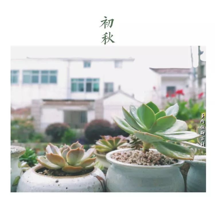 与多肉作伴,与多肉相伴的视频