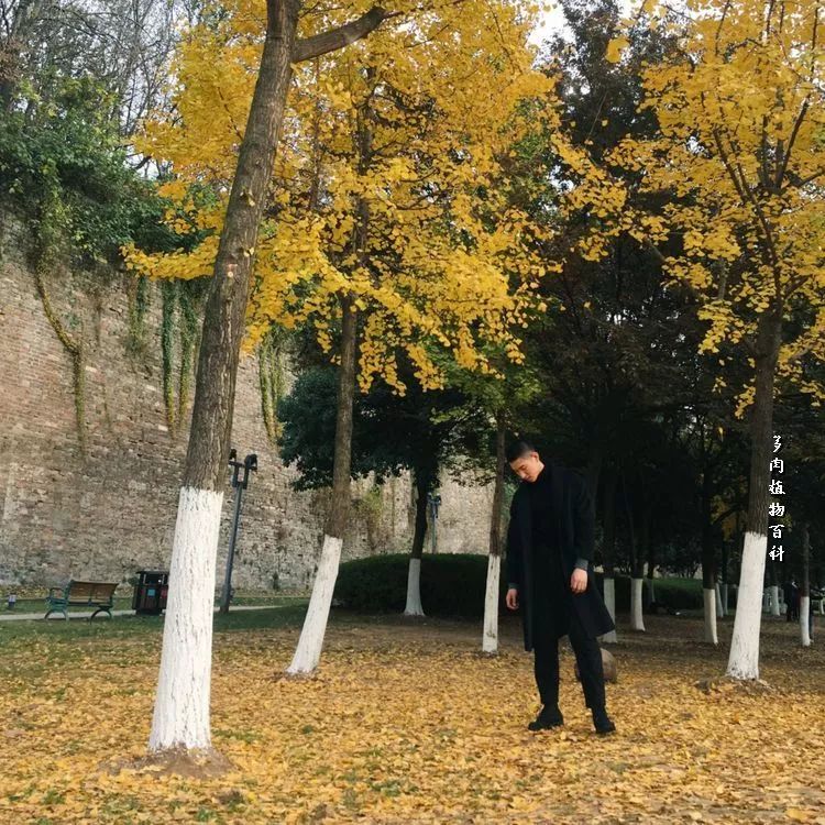 与多肉作伴,与多肉相伴的视频