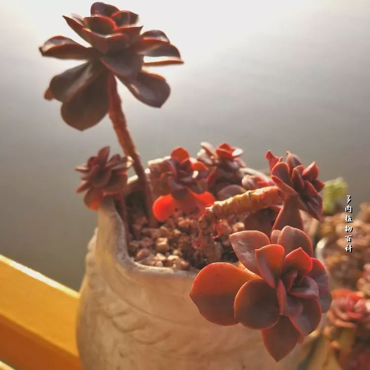 与多肉作伴,与多肉相伴的视频