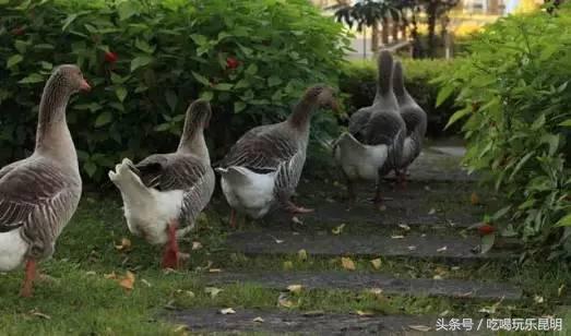 昆十怎么样,昆十中教学质量如何