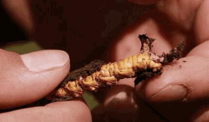 冬虫夏草吃多了有什么不良反应,冬虫夏草吃了会头昏吗