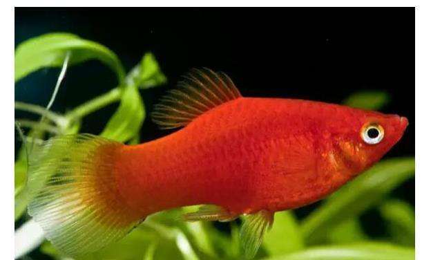 5种常见热带鱼养殖品种介绍图,热带鱼养殖指南教你养好热带鱼