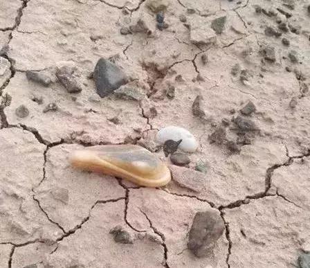 越“撸”越难,从一颗到一串,从一串到一箱,从……