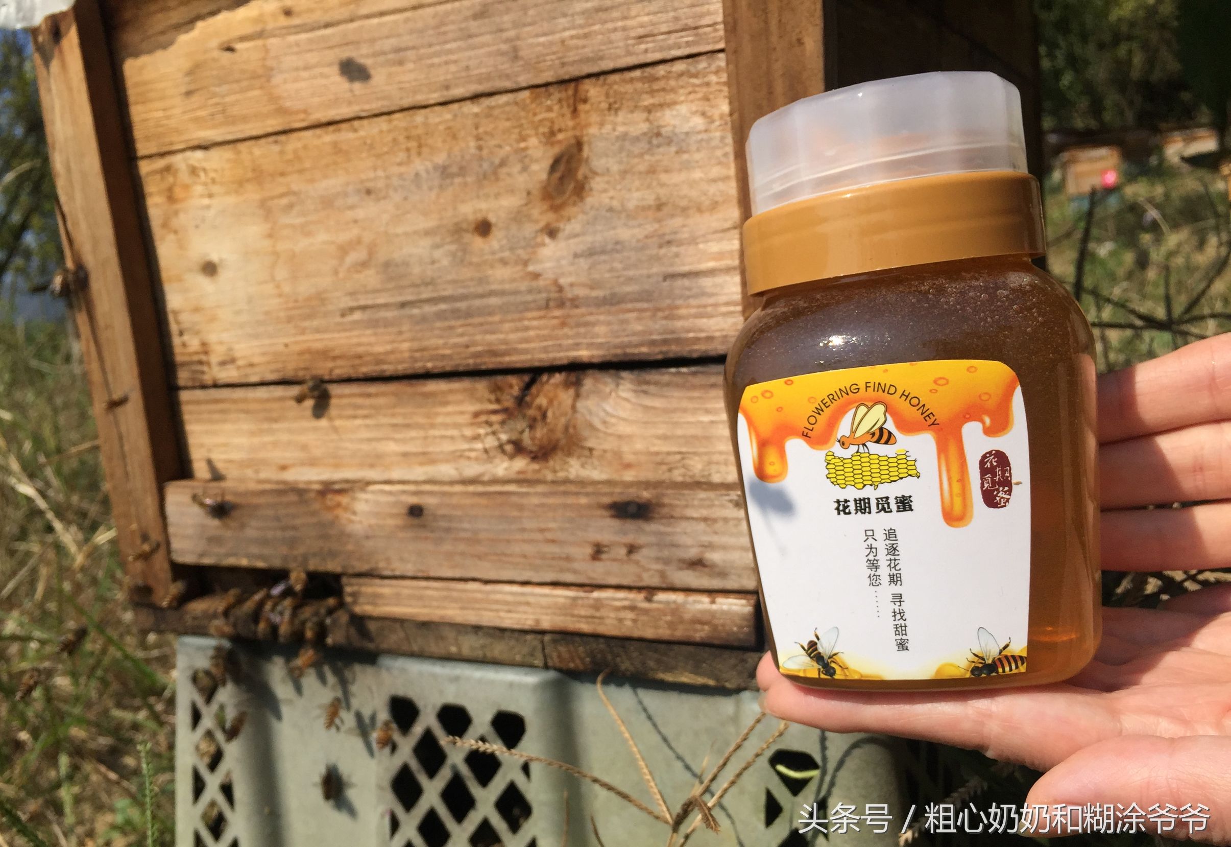 原生态土蜂鸭脚木冬蜜,土蜂鸭脚木冬蜜价格表