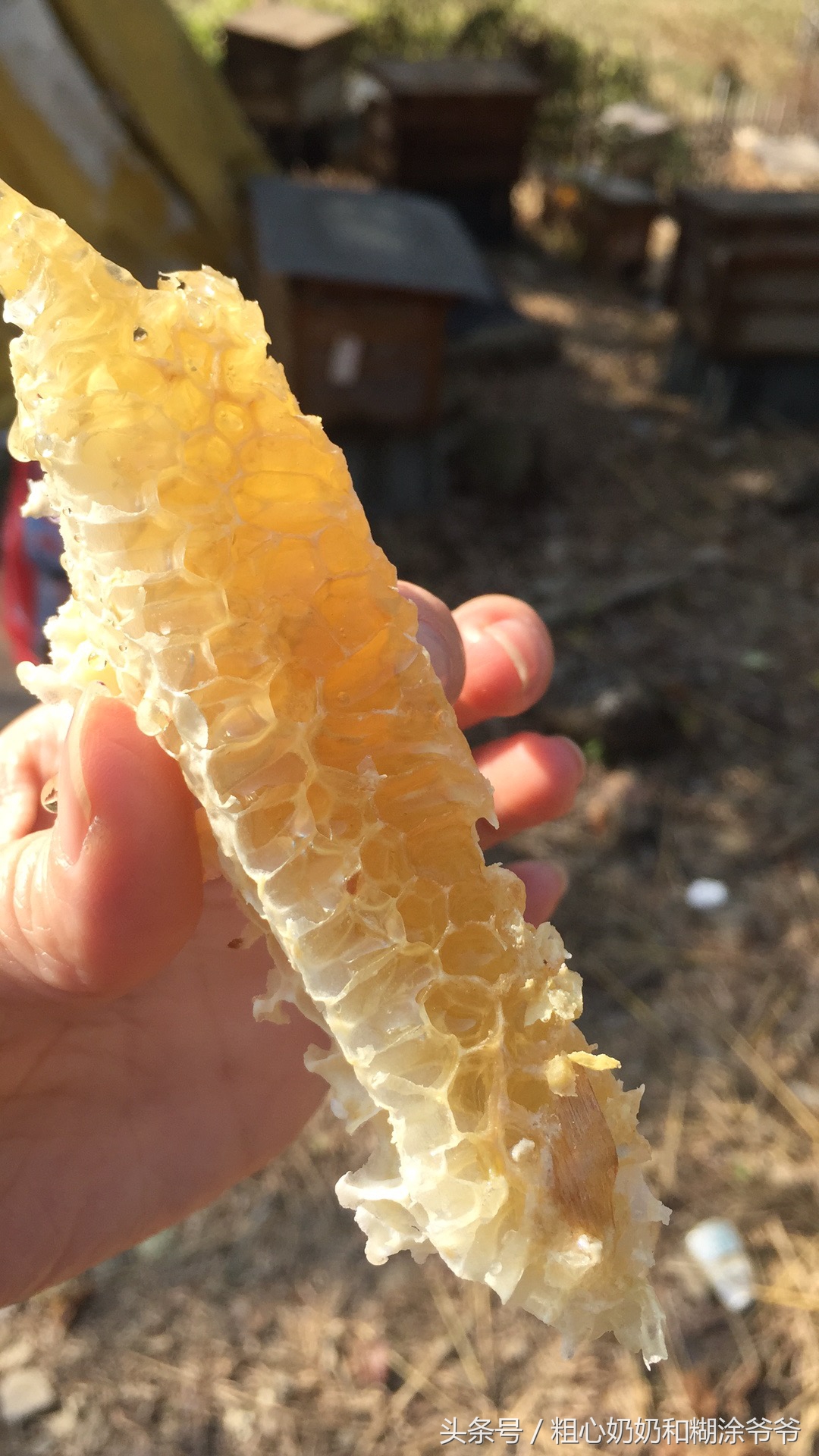 原生态土蜂鸭脚木冬蜜,土蜂鸭脚木冬蜜价格表