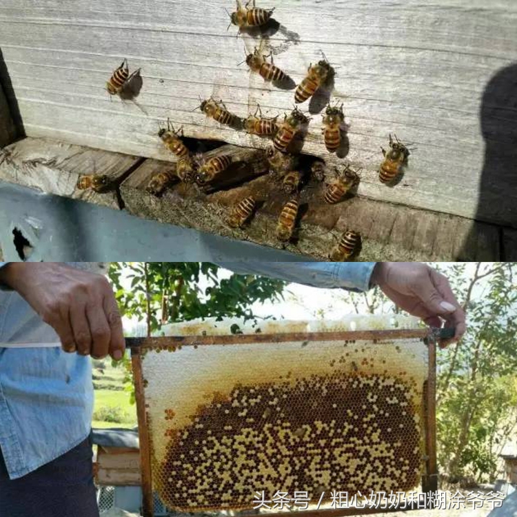 原生态土蜂鸭脚木冬蜜,土蜂鸭脚木冬蜜价格表