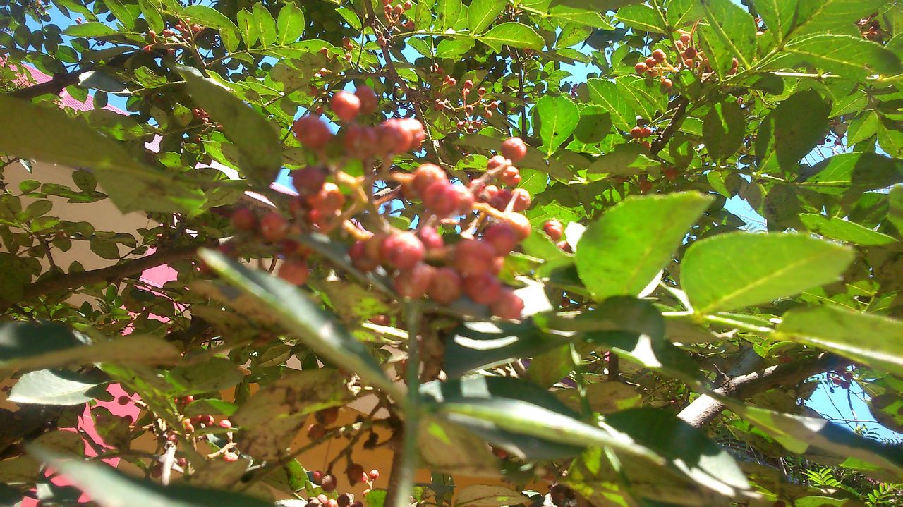 古代烹饪要哪些特殊调料,古人烧菜用什么香料