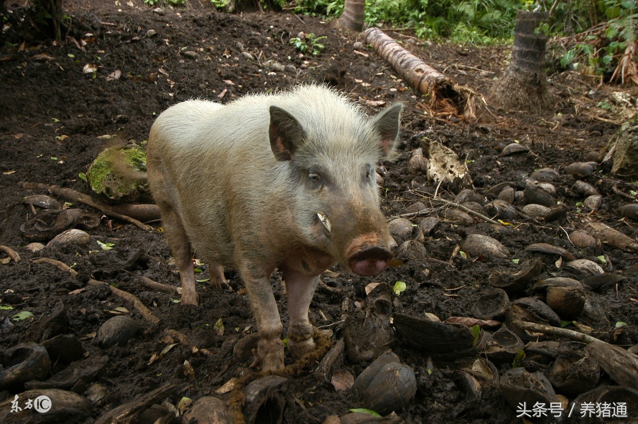 应激到底是什么?为什么现在的猪这么怕应激?