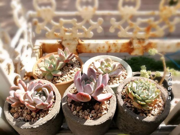 与多肉作伴,与多肉相伴的视频