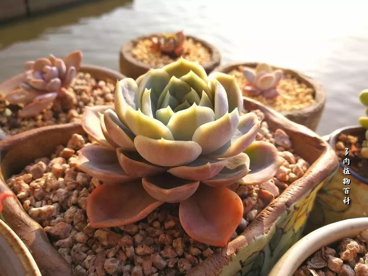 与多肉作伴,与多肉相伴的视频