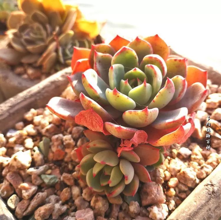 与多肉作伴,与多肉相伴的视频