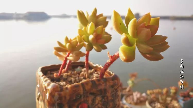 与多肉作伴,与多肉相伴的视频