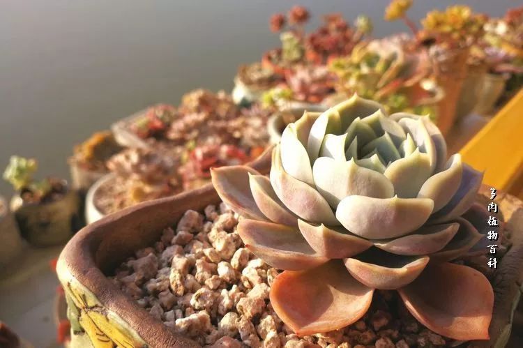 与多肉作伴,与多肉相伴的视频