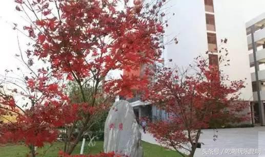 昆十怎么样,昆十中教学质量如何